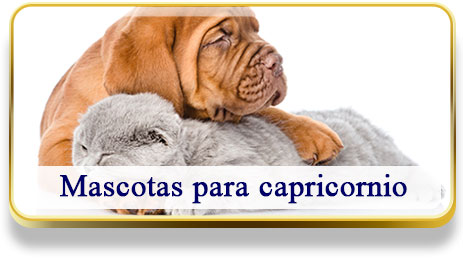 Mascotas para Capricornio